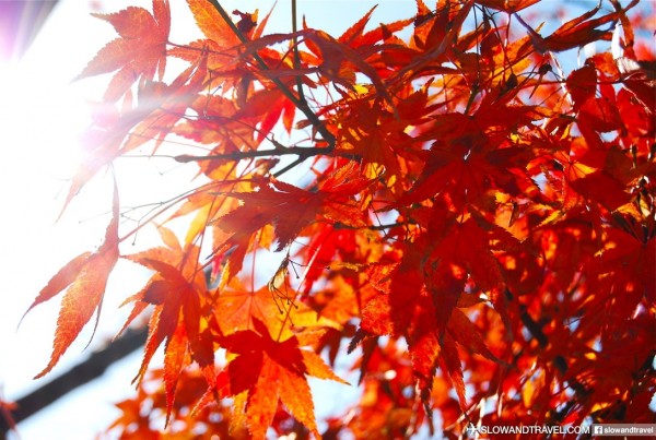 深秋時分，太宰府依然一片火紅「楓」景。