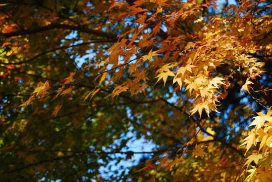 還沒變成紅色的楓樹