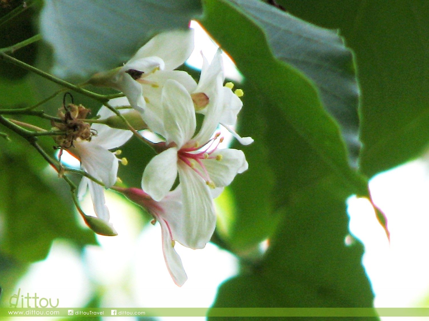 油桐花