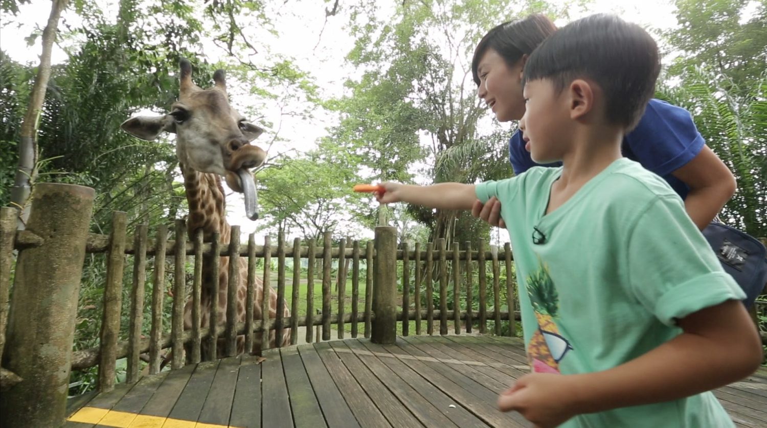 新加坡旅遊局邀請了唐寧舉家到新加坡旅遊，與囝囝俊俊一起遊覽新加坡動物園及首次餵飼長頸鹿。