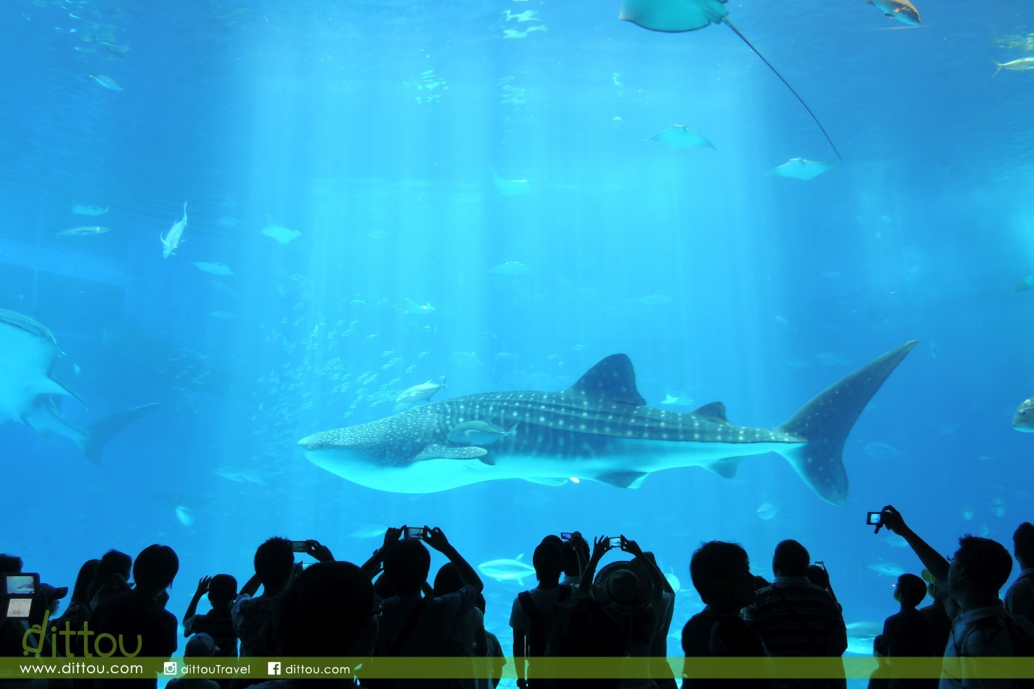 Okinawa Churaumi Aquarium