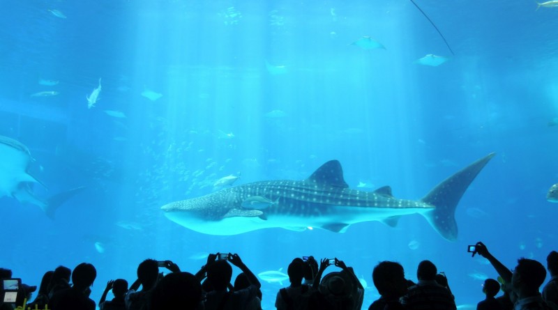 Okinawa Churaumi Aquarium