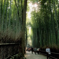 嵯峨野竹林