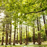 北海道圓山公園