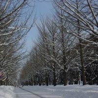 北海道大學 © Yasufumi Nishi/© JNTO