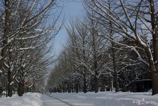 北海道大學 © Yasufumi Nishi/© JNTO