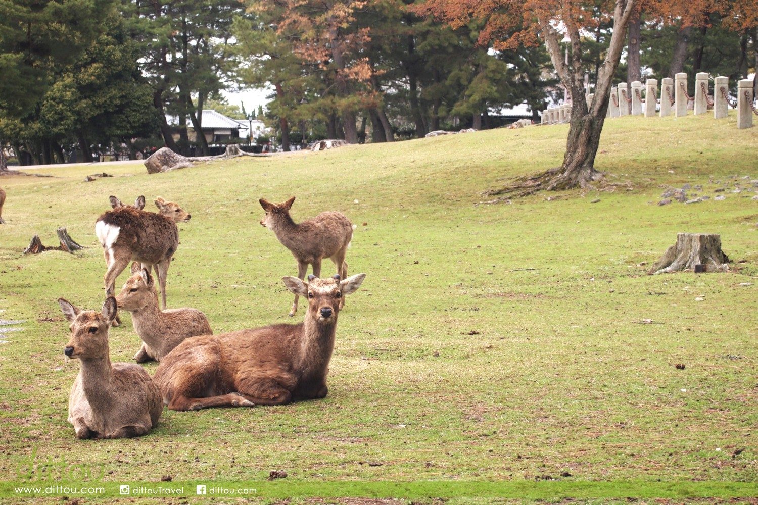 奈良公園