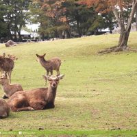 奈良公園