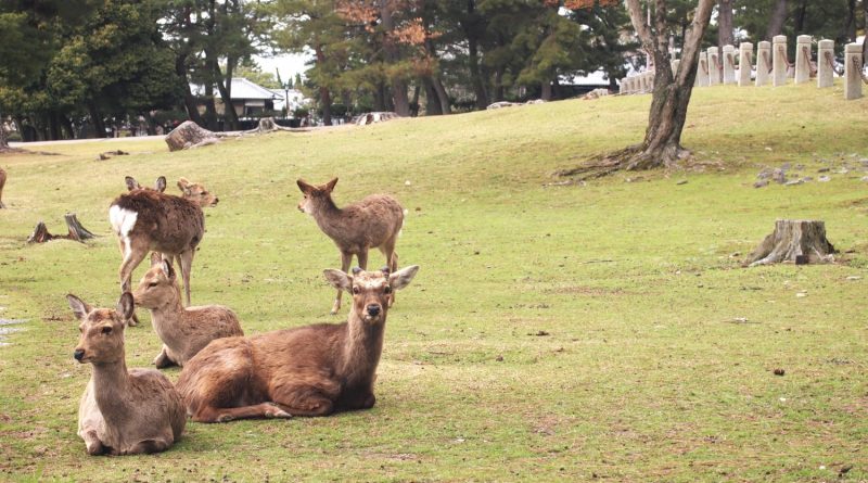 奈良公園