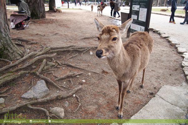 奈良公園