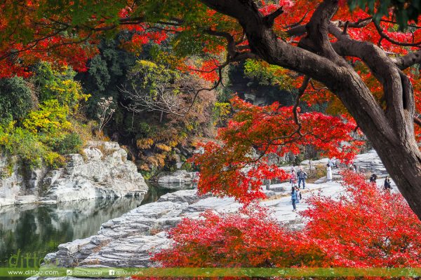 【日本長瀞】若果生命不過是一場偶然