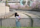 【花見屯門】富泰邨宮粉羊蹄甲並木、疊茵庭簕杜鵑花牆