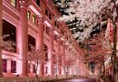 體驗繁花似錦的旅程 與東京文華東方酒店迎接醉人櫻花季