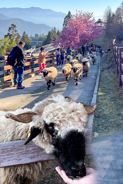清境農場櫻花滿開，和綿羊大軍一起散步賞花吧🌸