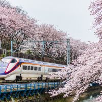 沿著新幹線尋找櫻盛放絕景！嚴選六個東日本賞櫻地