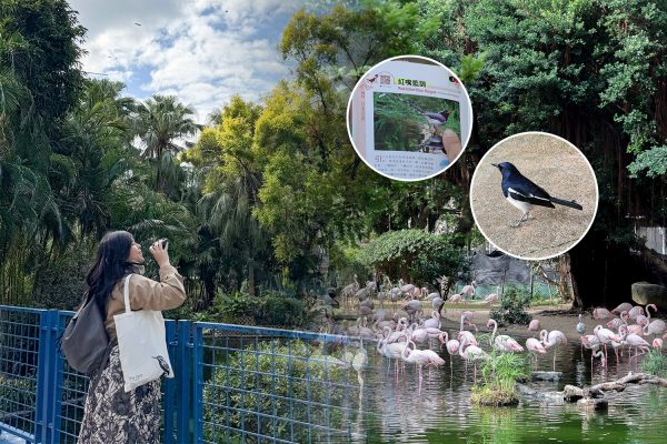 都市綠洲晨間漫步：The Mira Hong Kong觀鳥導賞連Yamm自助早餐